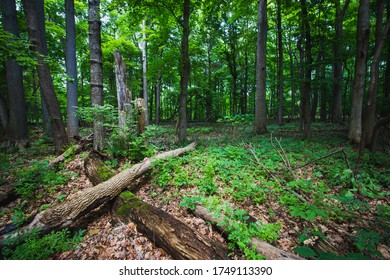 Paths wandering through trees in a forest with gravel and concrete areas and sunshine mixed with cloudy patches but lush green branches and leaves
