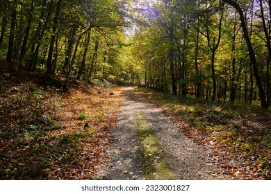 Pathway in a beautiful autumnal sunny forest. - Shutterstock ID 2323001827