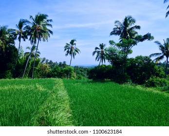 Pathway Between Green Rice Fields Village Stock Photo 1100623184 ...