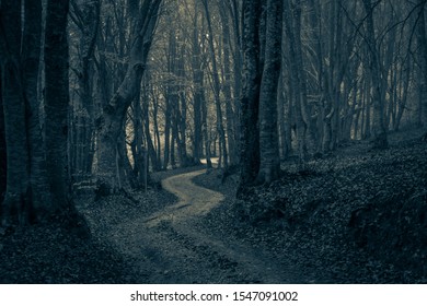 A pathway between trees leading into a dark and misty forest