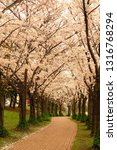 A pathway is bordered by canopied by Japanese cherry blossom (sakura) trees at Spencer Smith Park in Burlington, Ontario, Canada. These pink flowers bloom on the trees and slowly cover the pathway.