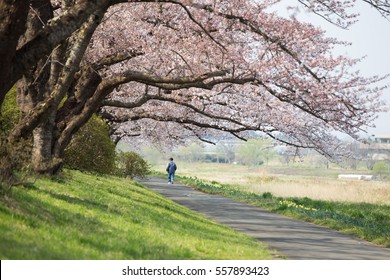 Pathway and Cherry blossoms bloom or sakura at Kitakami Tenshochi Park, Iwate, Japan