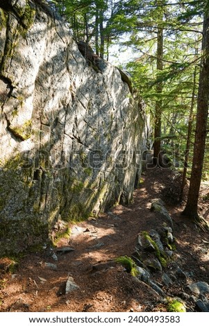 Pathway covered with pine needles in the forest of Yakutania Point near Skagway, Alaska