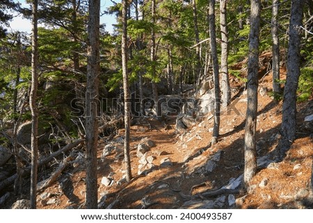 Pathway covered with pine needles in the forest of Yakutania Point near Skagway, Alaska