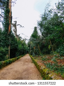 Pathway in the Forest