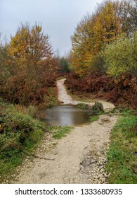 Pathway in the forest