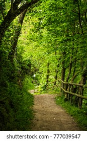 pathway in  a forest 