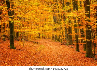 Pathway Forest Autumn Stock Photo 1496022722 | Shutterstock