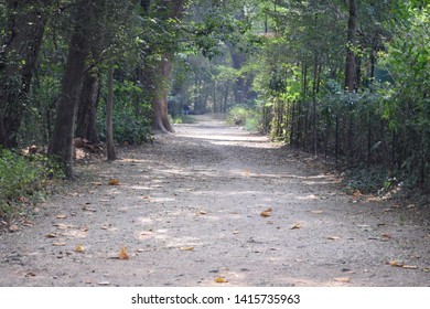 pathway in forest surrounded by trees
