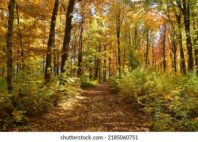 Pathway in the forest tree foliage at fall season in deciduous nature wood
