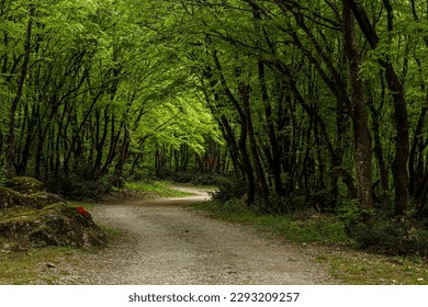 pathway in the forest under the trees - Shutterstock ID 2293209257