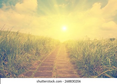 Pathway in the grass- instagram style - Shutterstock ID 268830206
