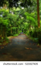 pathway in green forest