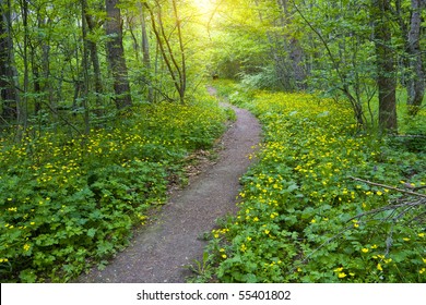 pathway in green forest