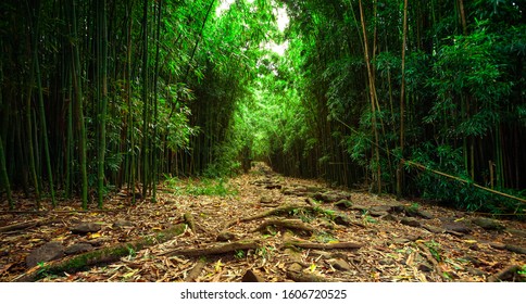 Pathway Into Bamboo Forest Hawaii