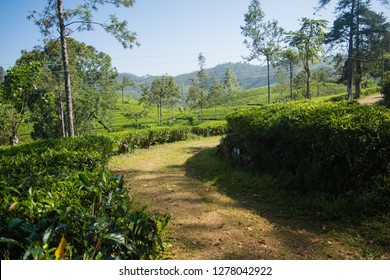 A Pathway Leading Towards The Alton Tea Estate In Sri Lanka.