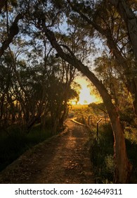 pathway to the light, through trees and grass