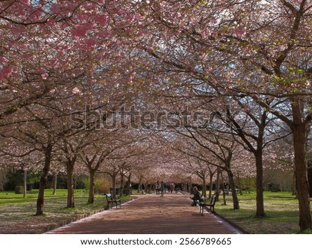 Pathway lined with cherry blossom trees in full bloom at Bispebjerg Cemetery, Copenhagen, Denmark. Benches along the walkway, with people enjoying the spring scenery under pink blossoms