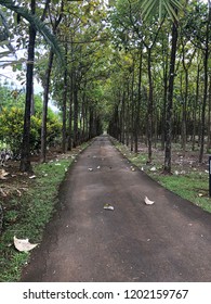 Pathway lined with trees
