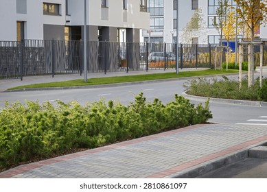 Pathway lined with young pine shrubs near modern apartment buildings