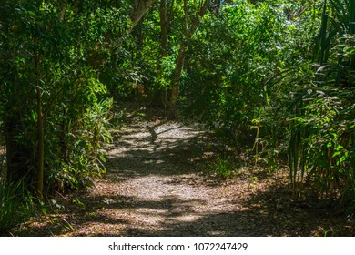 A Pathway To The Main Beach Through A Rain Forest At Noosa Heads