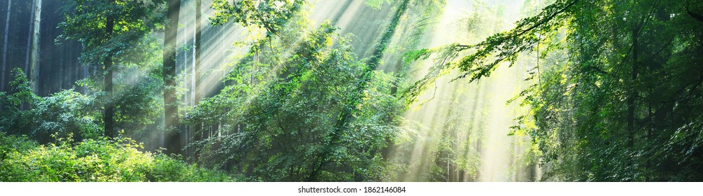 Pathway in a majestic green deciduous forest in a morning fog. Ancient tree silhouettes close-up.  - Powered by Shutterstock