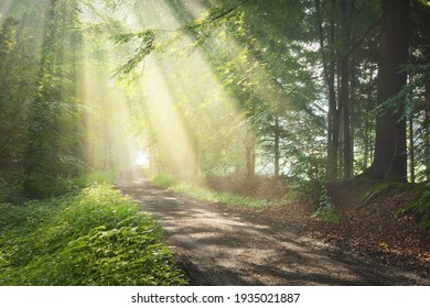 Pathway in a majestic green deciduous forest. Natural tunnel. Mighty tree silhouettes. Fog, sunbeams, soft sunlight. Atmospheric dreamlike summer landscape. Pure nature, ecology, fantasy, fairytale