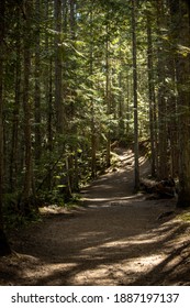 Pathway in the middle of a forest