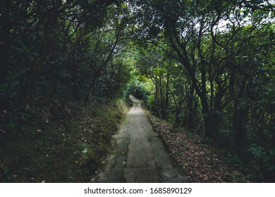 Pathway in the Middle of a Forest with light in the end