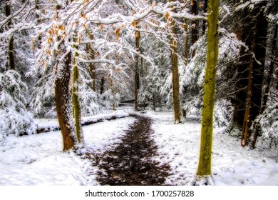 A pathway in the middle of trees covered in trees