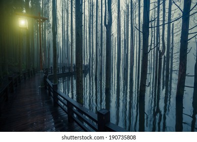 Pathway in the mist