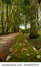 pathway on the middle of trees