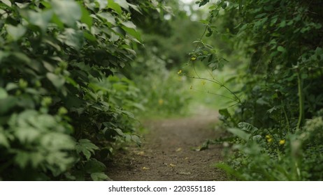 Pathway In A Park Low Angle, Wide Photo