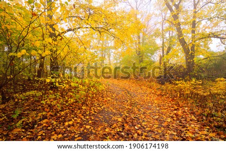 Pathway (rural road, alley) in the forest. Deciduous trees with colorful green, yellow, orange, golden leaves. Sunbeams through the branches. Natural tunnel. Autumn, seasons, environment