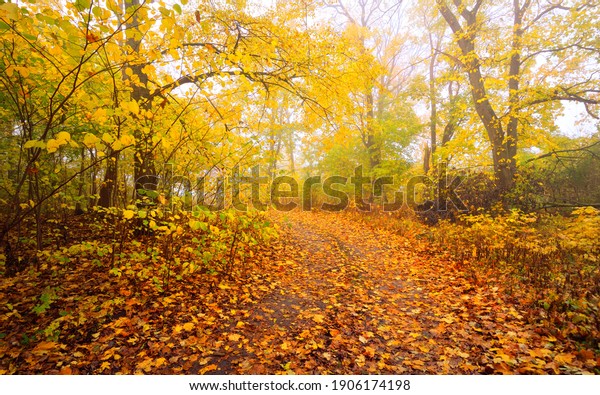 Pathway (rural road, alley) in the forest.
Deciduous trees with colorful green, yellow, orange, golden leaves.
Sunbeams through the branches. Natural tunnel. Autumn, seasons,
environment