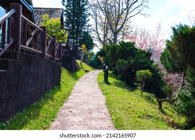 Pathway S Curve With Tree In Park.