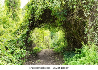 Pathway through arch of green foliage in dense forest setting - Powered by Shutterstock