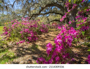 Pathway through beautiful blooming park. Azaleas flowers blooming under the oak tree with spanish mooss on a spring morning. Magnolia Plantation and Gardens, Charleston, South Carolina, USA.