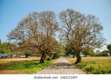 pathway through the couple of tree