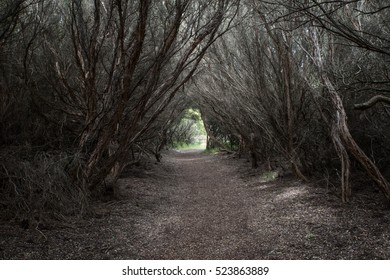 Pathway through a dark dead forest full of dry trees and bushes towards the bright light near Otway lighthouse in Victoria, Australia