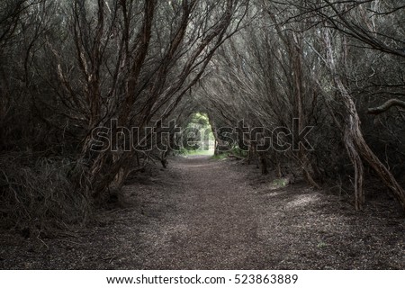 Pathway through a dark dead forest full of dry trees and bushes towards the bright light near Otway lighthouse in Victoria, Australia