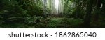 Pathway through the dark evergreen forest. Mighty pine, spruce, fir trees. Moss, fern, plants, tree logs. Atmospheric landscape. Pure nature, climate, seasons, rainforest. Panoramic view