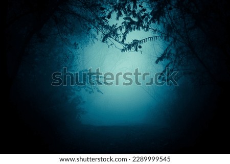 The pathway through the dark foggy forest among the lush growth. Hazy perspective, framed by dense forest foliage.
