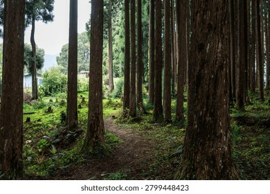 Pathway Through a Dense Forest. A narrow dirt path winds through tall, straight trees in a lush forest setting.
