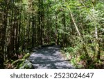 Pathway through a dense pine tree forest