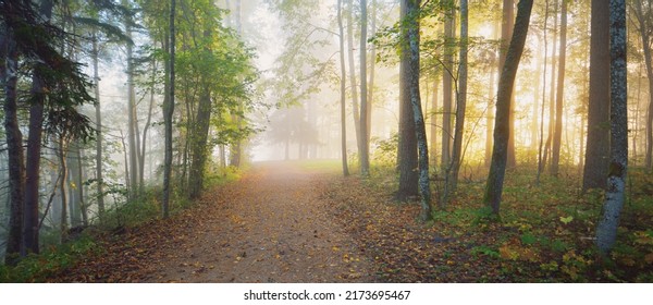 Pathway Through The Evergreen Forest In A Mysterious Morning Fog, Natural Tunnel Of The Colorful Trees, Soft Light. Idyllic Autumn Scene. Nature, Ecology, Seasons. Atmospheric Landscape. Latvia