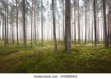 Pathway through the evergreen forest in a white mist. Pine trees, moss, fern, plants. Picturesque panoramic view. Autumn, early winter. Pure nature, environmental conservation, ecology
