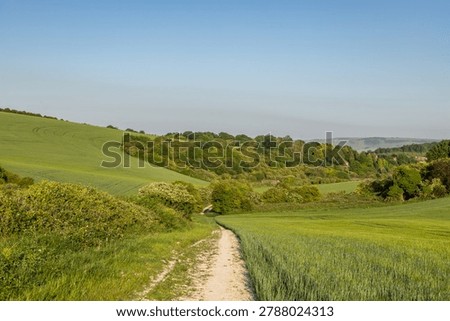 A pathway through fields of   cereal crops, on a sunny evening near Lewes in Sussex