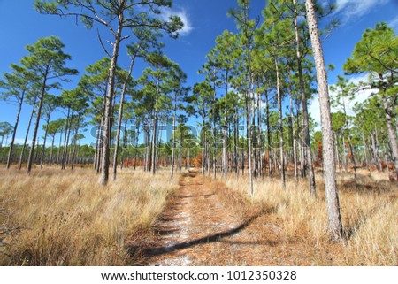 Pathway through a forest of longleaf pine trees