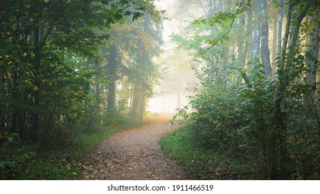 Pathway through the forest in a mysterious morning fog, natural tunnel of the colorful trees, soft light. Idyllic autumn scene. Pure nature, ecology, seasons. Atmospheric landscape. Sigulda, Latvia;